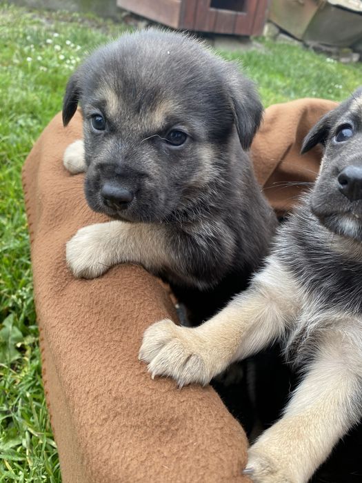 Цуценята в добрі руки(безкоштовно)