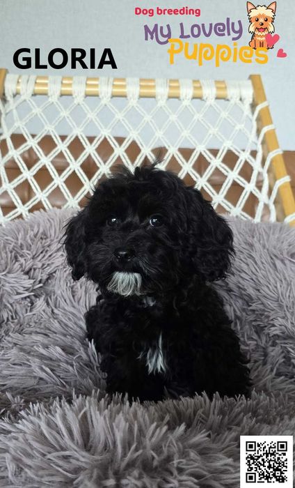 Maltipoo czarna dziewczynka Gloria