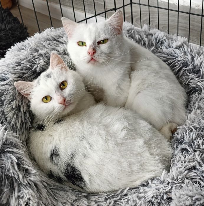 Piękne koteczki czekają na dom