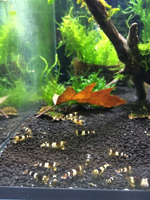 Krewetki caridina crystal red