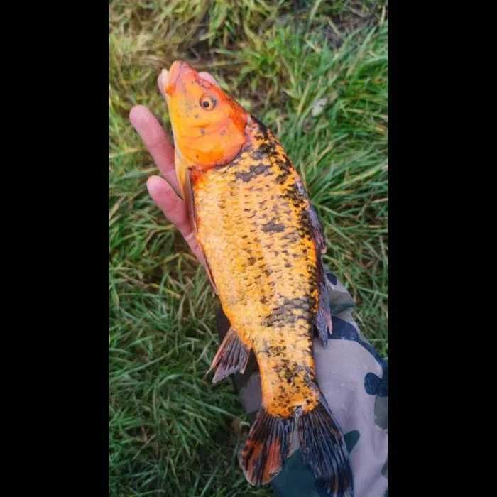 Koi tarlak 25-40cm