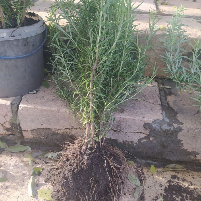 Продам розмарин.