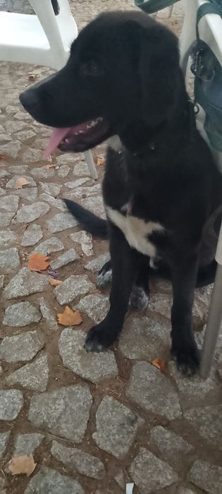 Dou cão preto de 4 meses