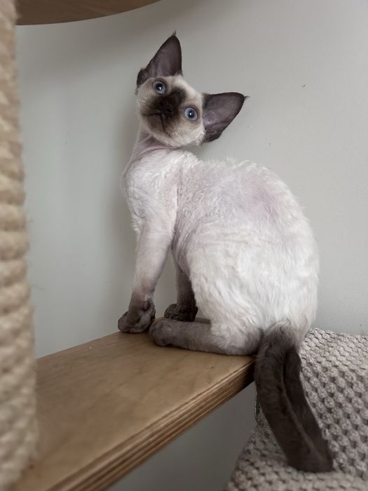 Piękny kocurek devon rex, point,