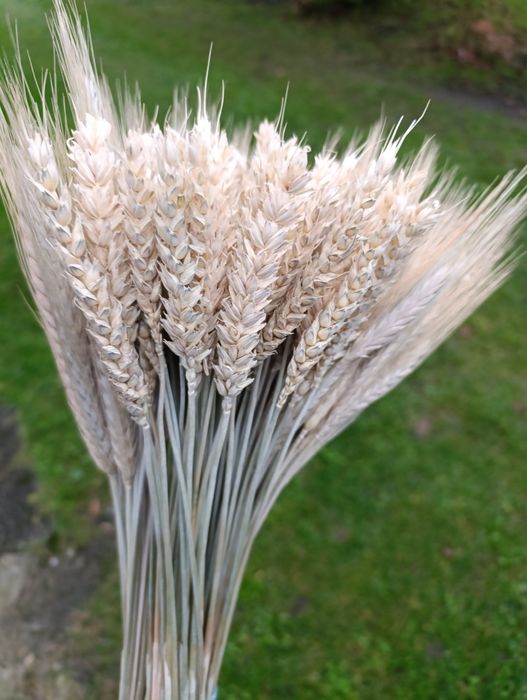 Колоски пшениці,жита,льон та сухоцвіти