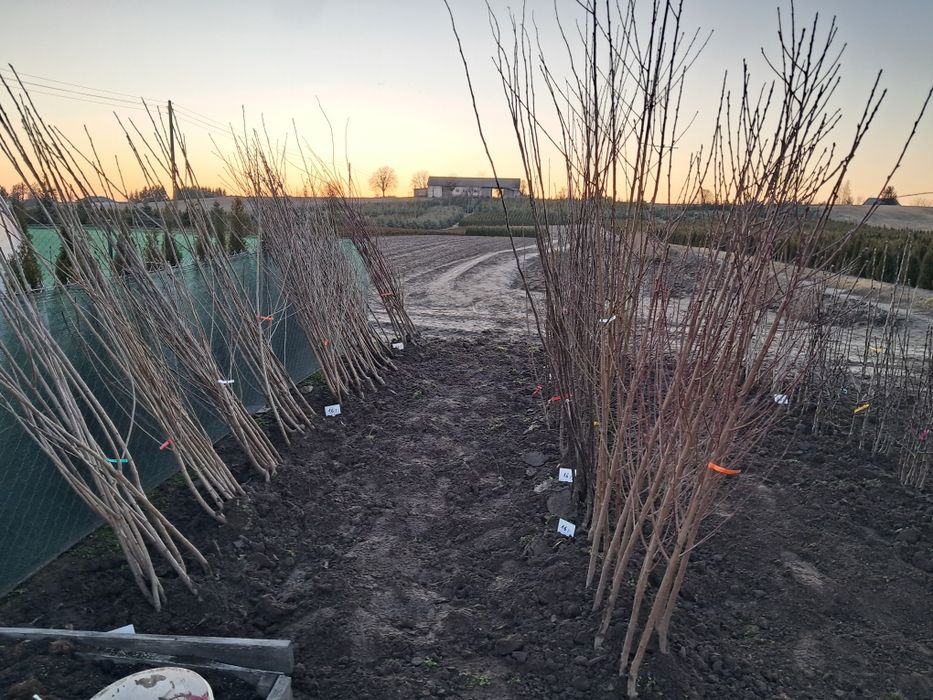 Drzewka owocowe,krzewy owocowe