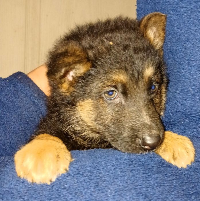 Чудові цуценята німецької вівчарки