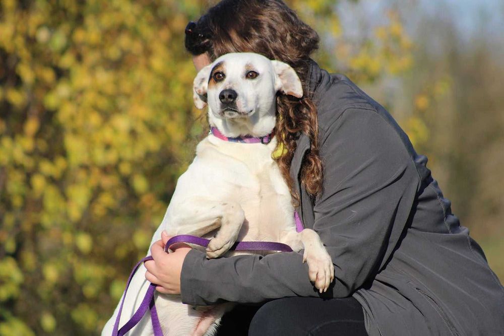 Psikus pies młody kochany adopcja schronisko