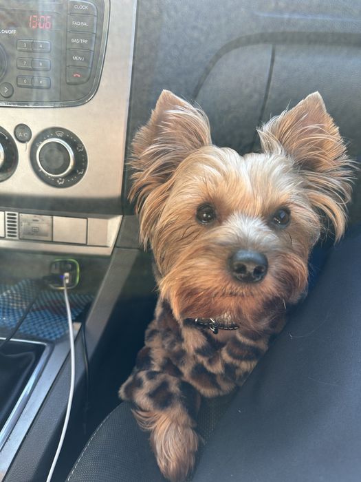 Вʼязка Йорка хлопчик