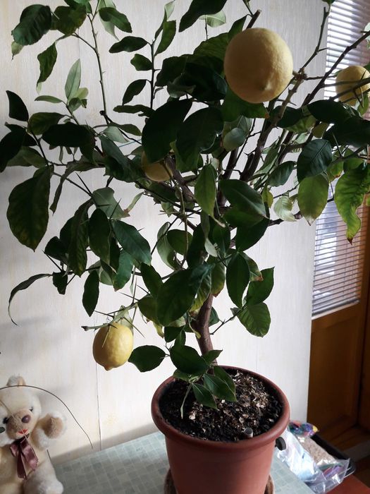 Дерево лимонное с плодами