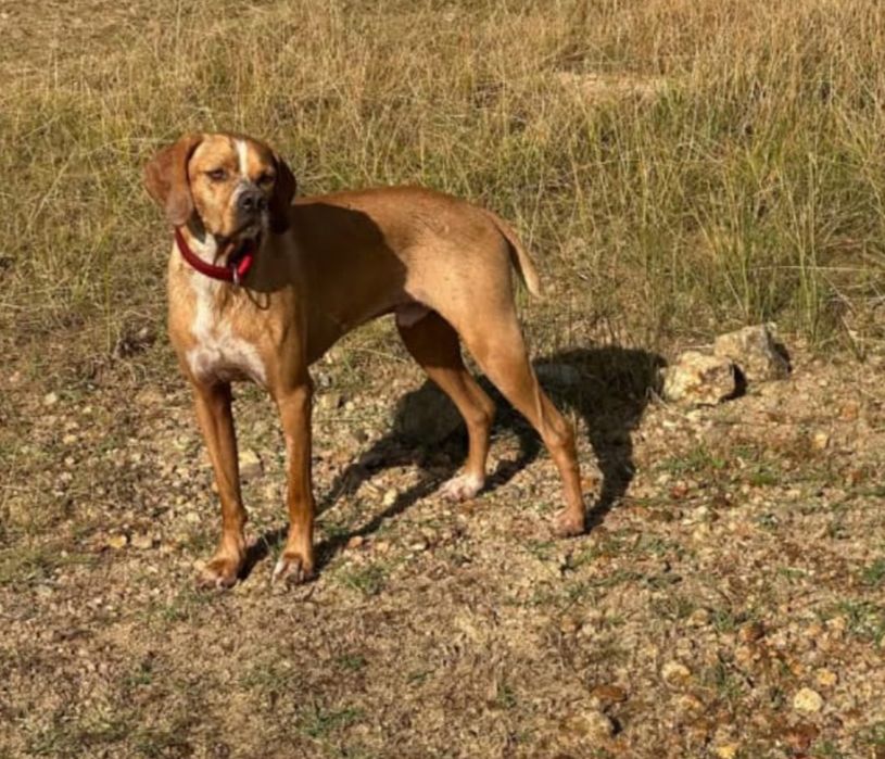 Perdigueiro para adoção responsável
