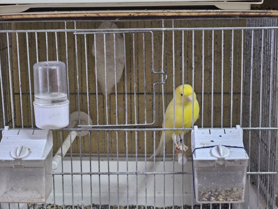 Kanarki młode  na śpiewie