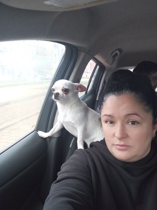 Хлопчик чихуахуа шукає дівчинку,перша злучка