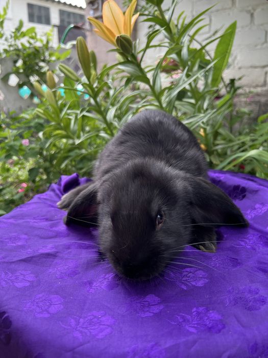 Кролі на розведення