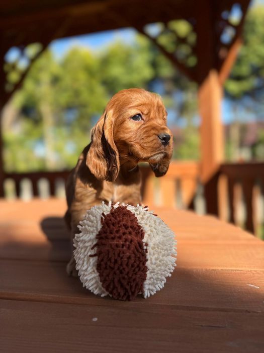 Mocno złota sunia Cocker Spaniel Angielski rodowód wyprawka