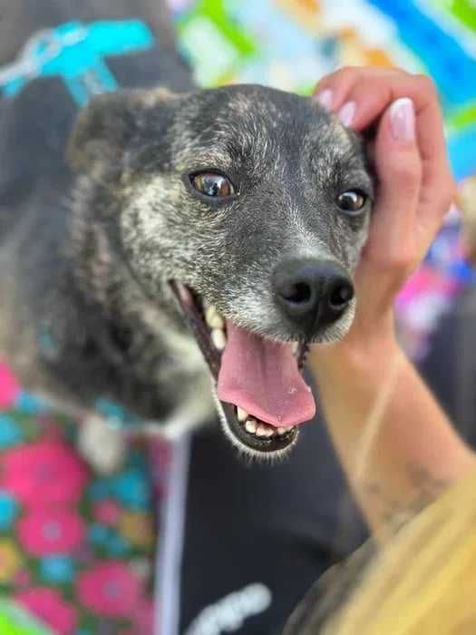 Mały kochany 2 letni psiak szuka domu adoptuj