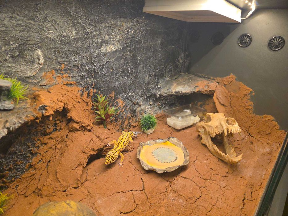 Gotowe terrarium 90x55x50cm + 2 Gekony Lamparcie samiczki