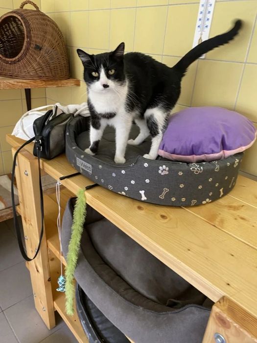 Kocurek Horacy do adopcji!