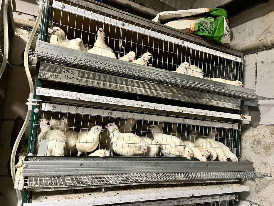 Перепела,тушки,яйцо