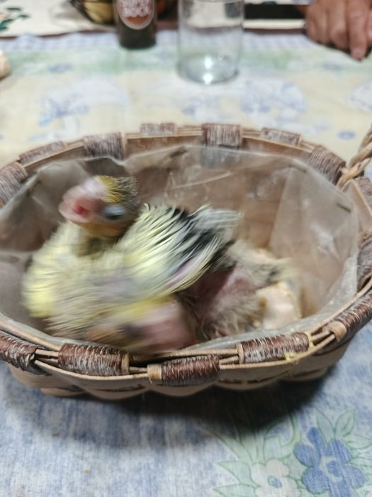 Caturras bebés a serem criadas