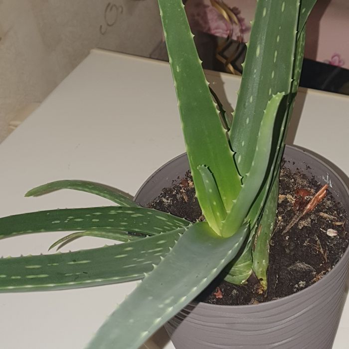 Вазон Алоє  вера