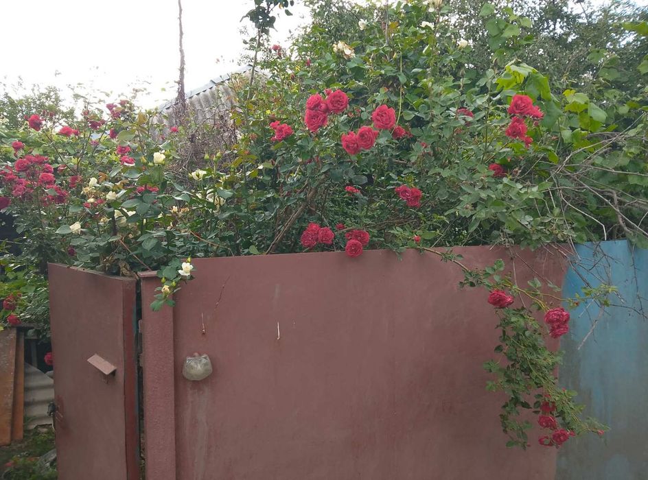 Продам будинок з усіма зручностями  Білецьківка