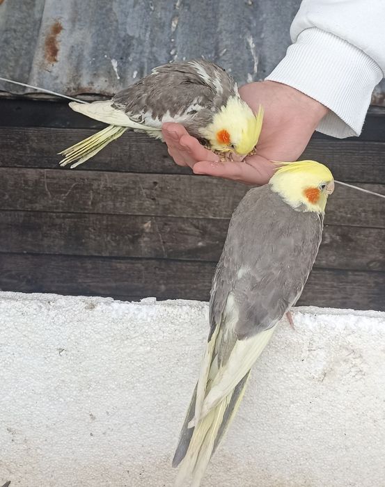 Caturras "colapsitas" domésticas