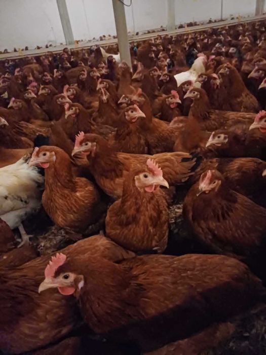 Kury nioski,dowóz gratis,hurt detal, producent 888 dwa cztery zero 090