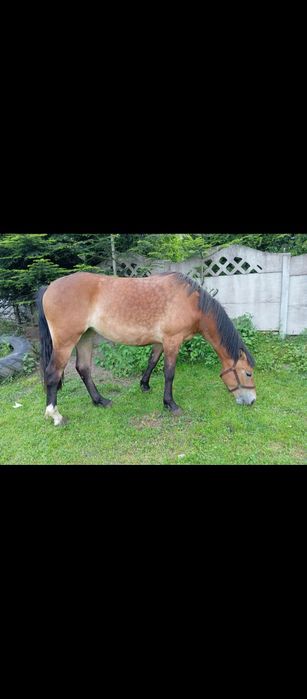 Klacz dwuletnia - typ pogrubiany