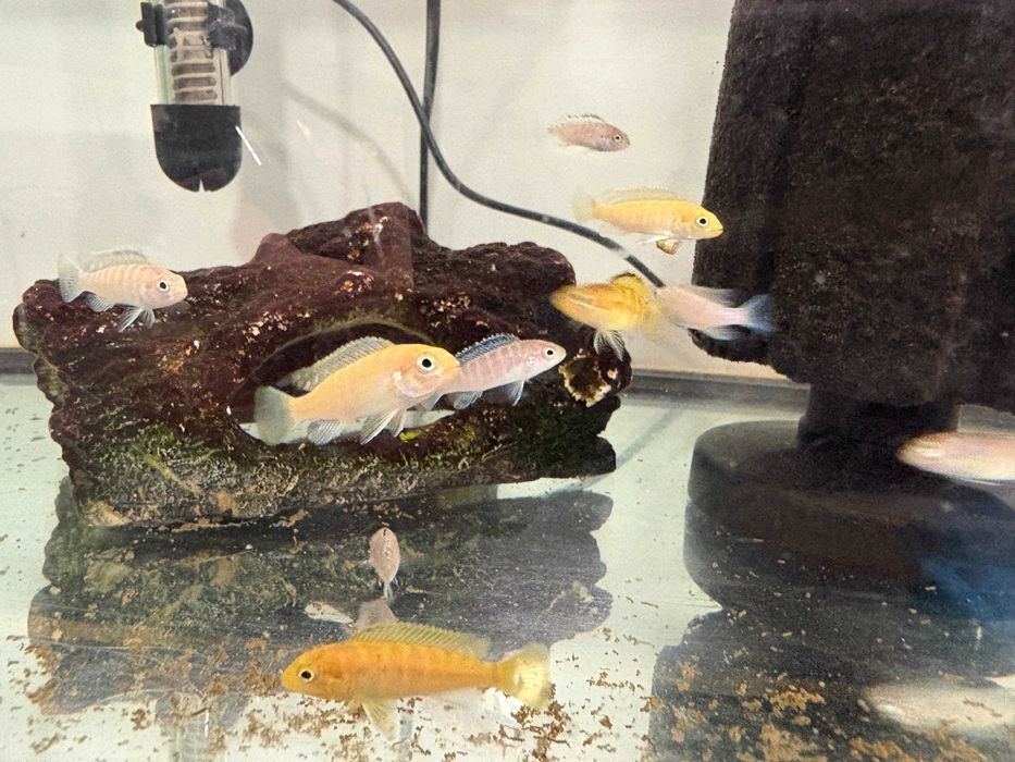 Ciclidios africanos - Yellow Lab - Labidochromis Caeruleus