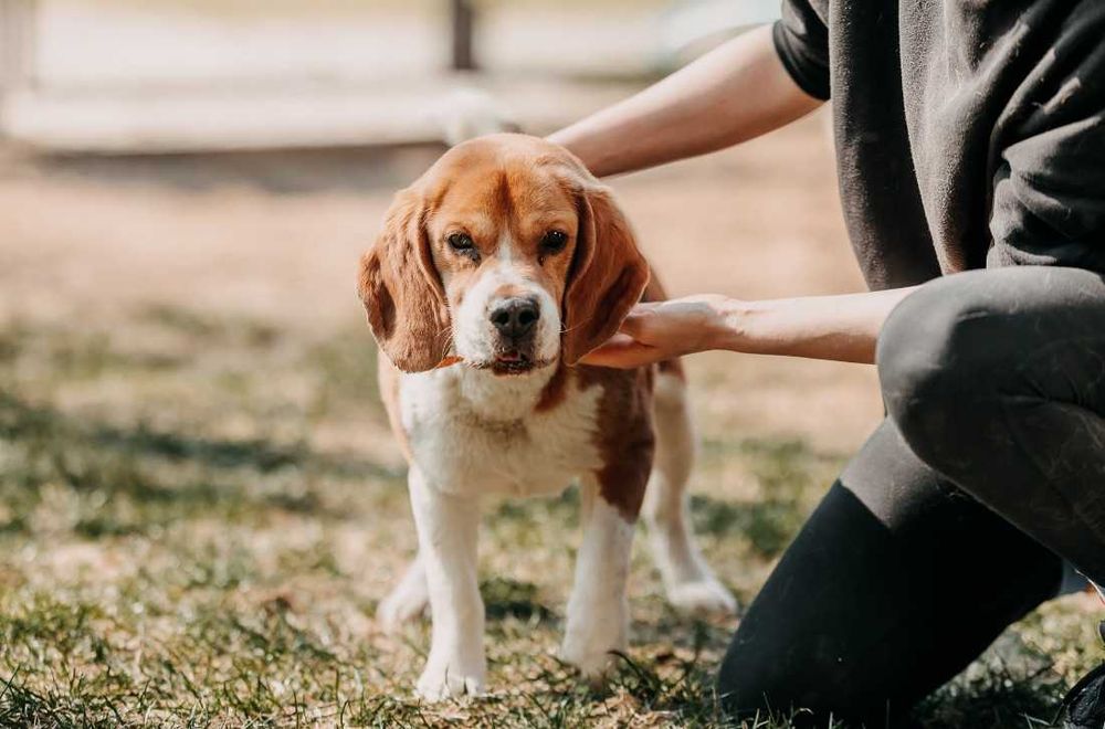 Kontaktowy, towarzyski Daktyl w typie Beagle poleca się do adopcji!!!