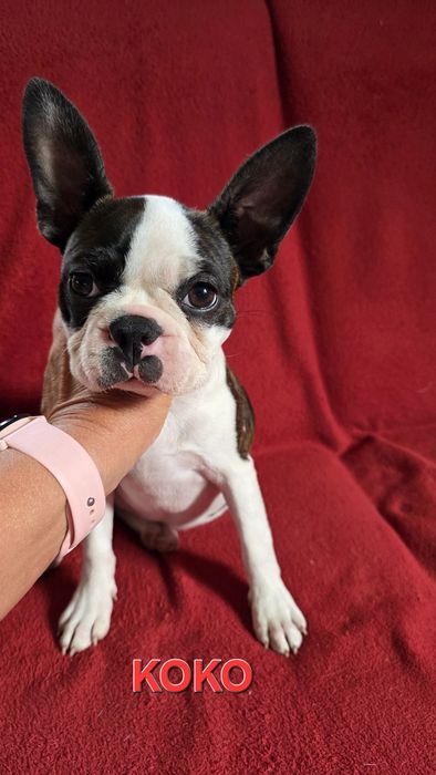 Boston terrier z rodowodem