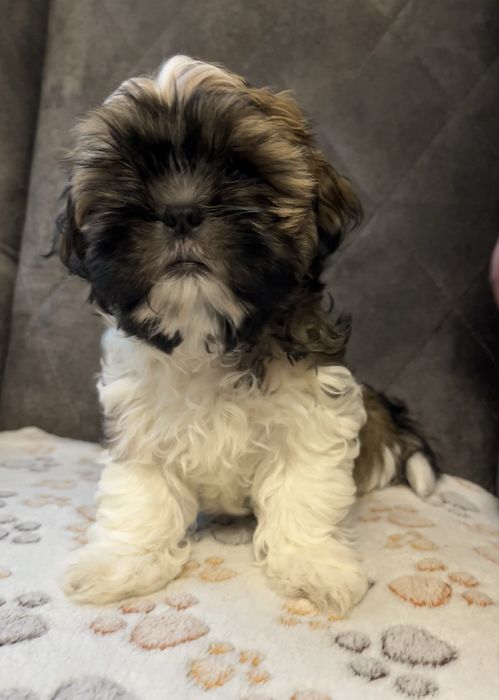 Szczeniak rasy Shih-tzu