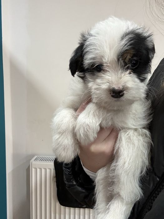 Oddam przeslodkie szczeniaki w dobre rece