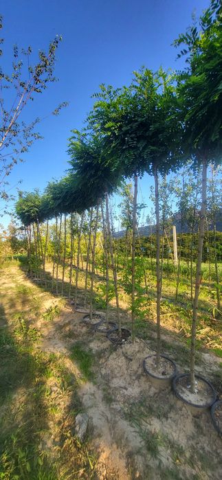 Akacja / Robinia umbraculifera  pa 210-220  i pa 110- 125  obw 10-12 u