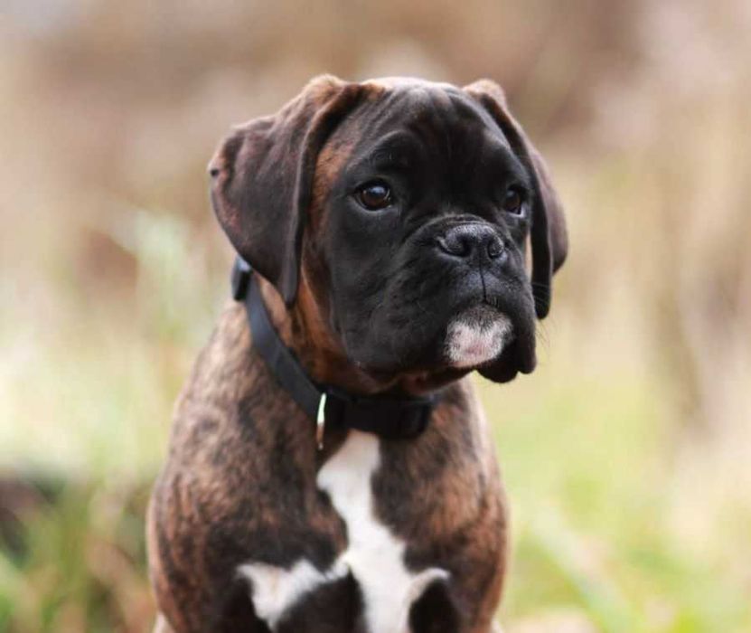 Pręgowany bokser, samiec, ZKwP /FCI