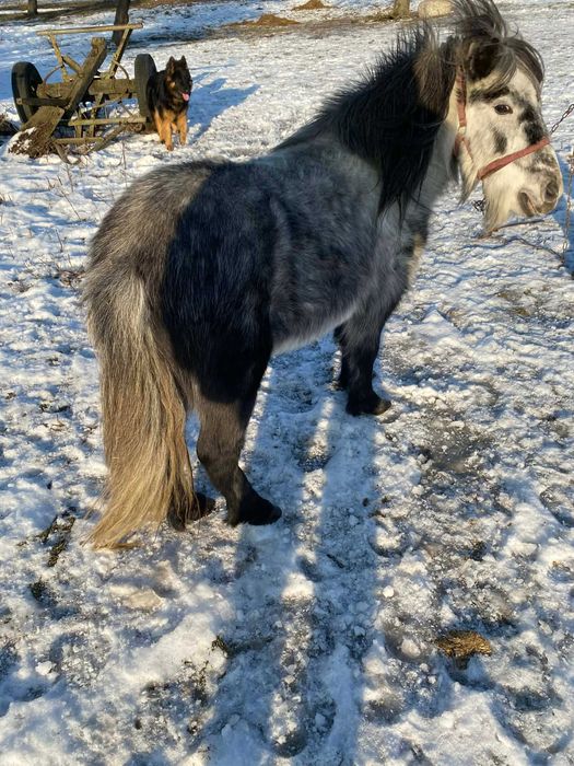 Sprzedam klacz kucyka