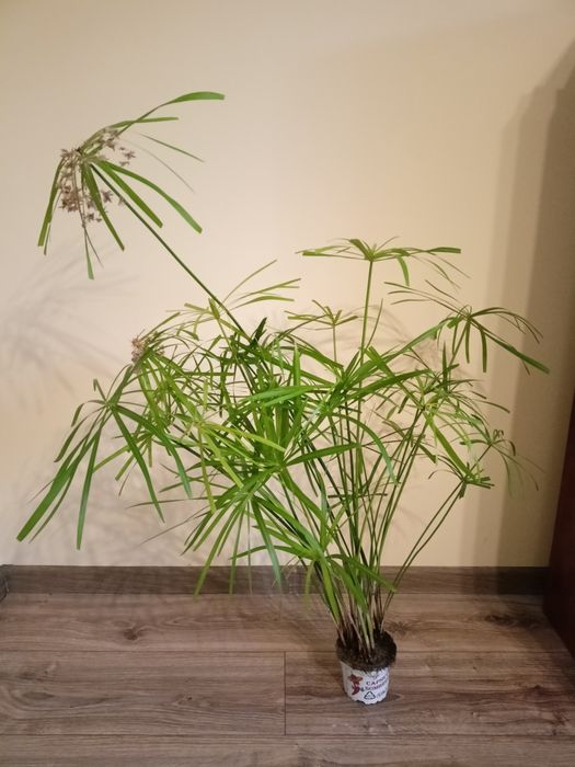 Papirus Cibora -kwitnący -sadzonka 100 cm -kwiat doniczkowy