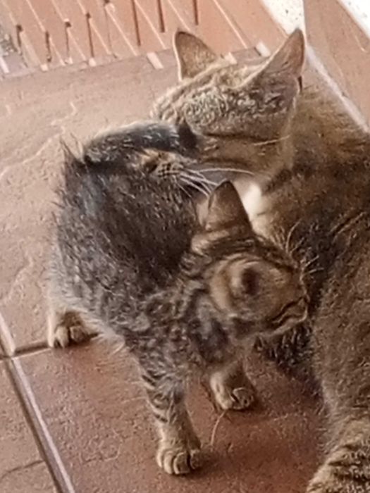 Koty za darmo Lubelskie