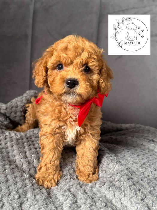 Gilbert Samiec Bichpoo Maltipoo Badania genetyczne Wyprawka Paszport Pudel