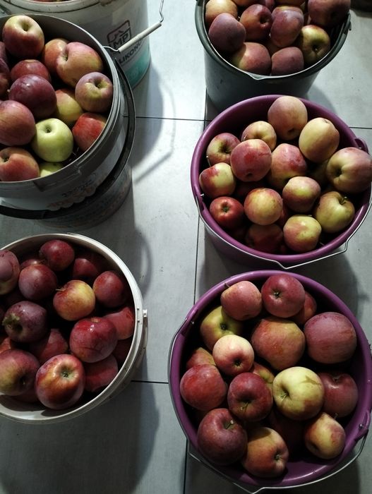 Продам домашні зимові яблука сорту флоріна