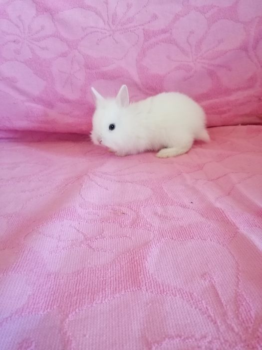 Króliczki karzełki króliki miniaturki