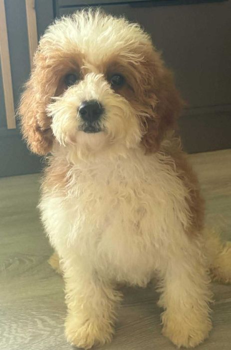 Piękna Suczka Cavapoo
