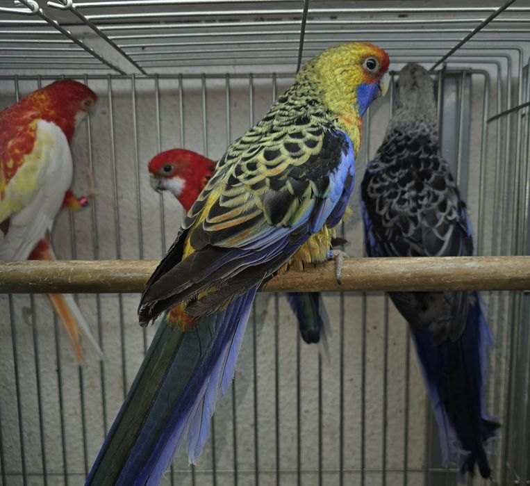 Roselias varias mutações