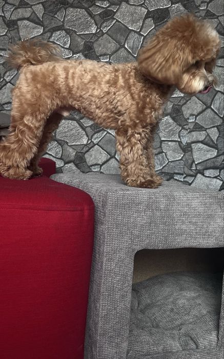 Товари для тварин Будинок лежанка переноска нірка пандус драбина