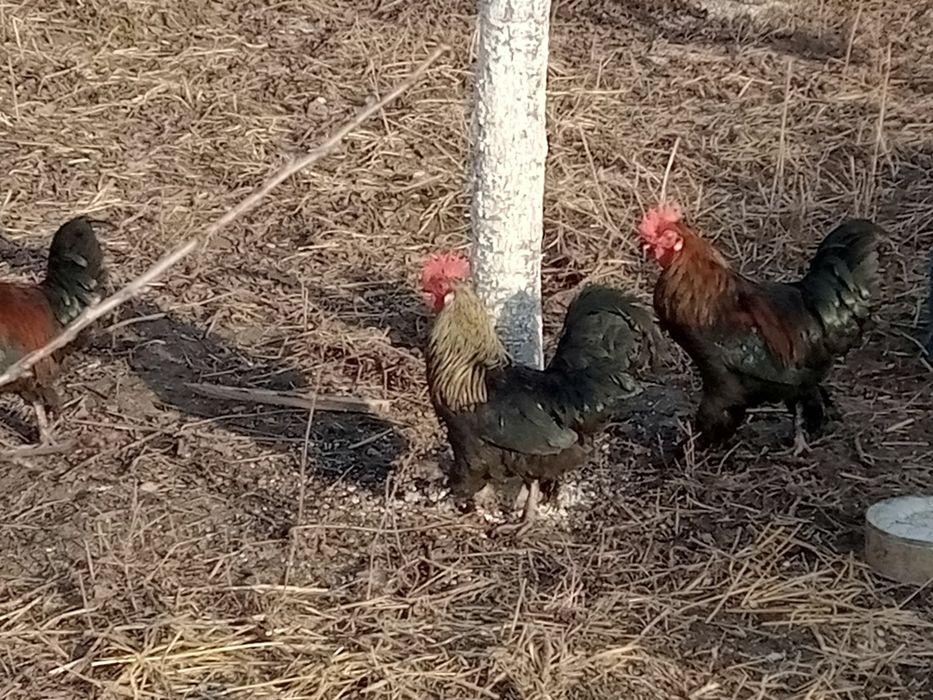 Sprzedam młode koguty 10-11miesiecy