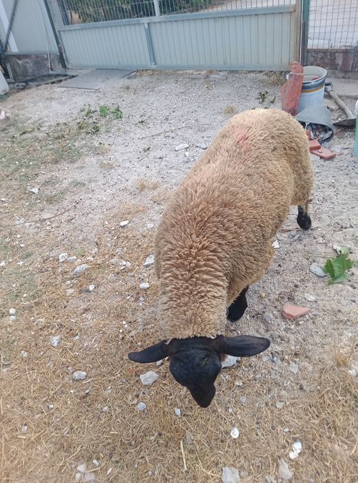 Vendo borrego suffolk