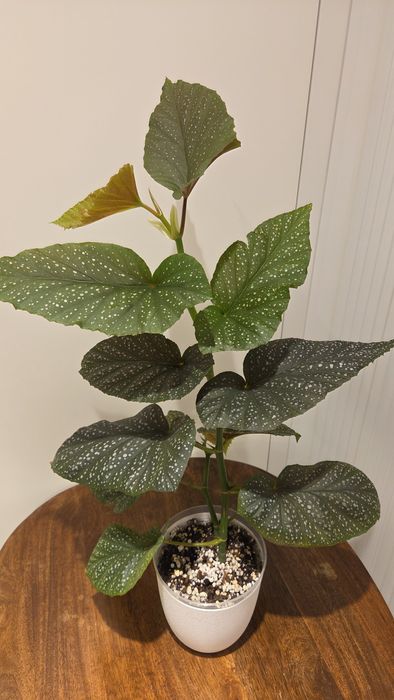 Begonia corallina de Lucerna begonia kropkowana