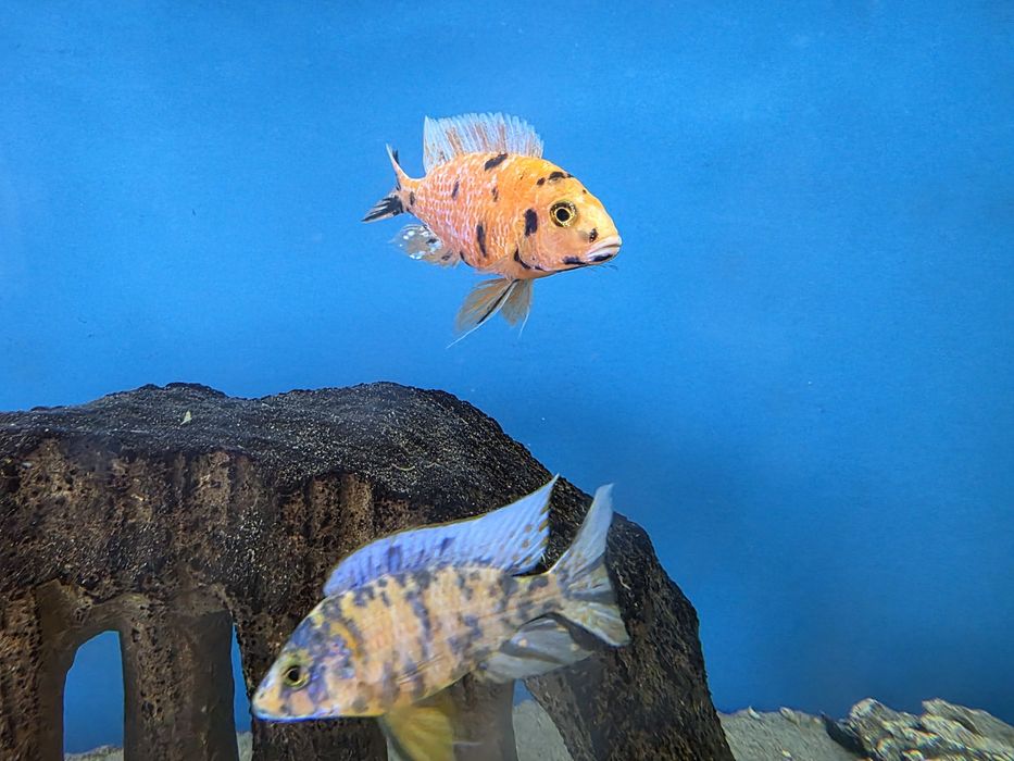 Pyszczaki Aulonocara marmelade ob