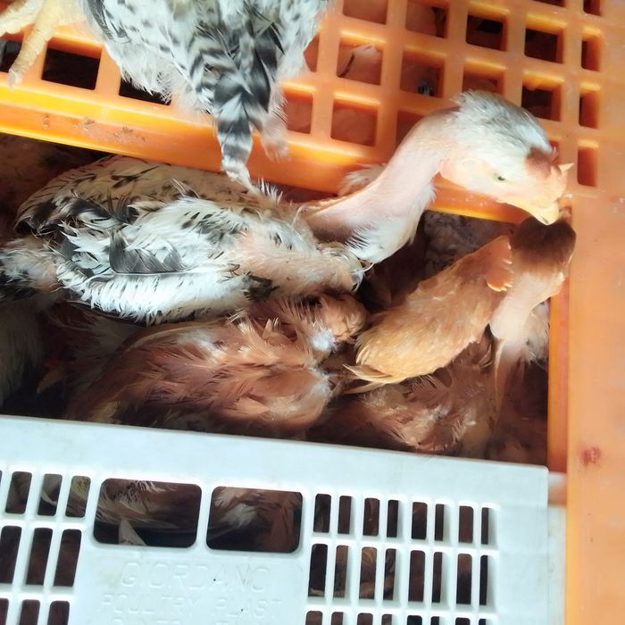 Продам кури іспанки